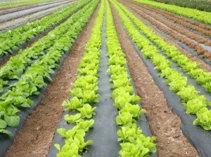Вирощування на дачі салату айсберг особливості, поради (салату) Вирощування на дачі салату айсберг особливості, поради