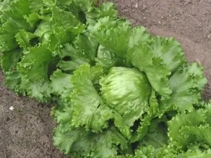 Вирощування на дачі салату айсберг особливості, поради (салату) Вирощування на дачі салату айсберг особливості, поради
