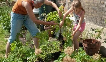 Вирощування картоплі за методом Мітлайдера і догляд за посадками (суміш погонний метр) Вирощування картоплі за методом Мітлайдера і догляд за посадками