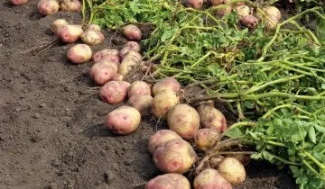 Вирощування картоплі за методом Мітлайдера і догляд за посадками (суміш погонний метр) Вирощування картоплі за методом Мітлайдера і догляд за посадками