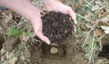 Вирощування картоплі за методом Мітлайдера і догляд за посадками (догляд) Вирощування картоплі за методом Мітлайдера і догляд за посадками