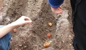 Вирощування картоплі за методом Мітлайдера і догляд за посадками (Мітлайдера) Вирощування картоплі за методом Мітлайдера і догляд за посадками