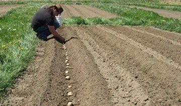 Вирощування картоплі за методом Мітлайдера і догляд за посадками (бура борна кислота) Вирощування картоплі за методом Мітлайдера і догляд за посадками