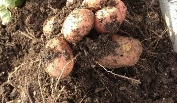Вирощування картоплі за методом Мітлайдера і догляд за посадками (Мітлайдера) Вирощування картоплі за методом Мітлайдера і догляд за посадками
