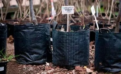 Вишня сорту для середньої полосиУкаіни, посадка і догляд (вишня) Вишня сорту для середньої полосиУкаіни, посадка і догляд