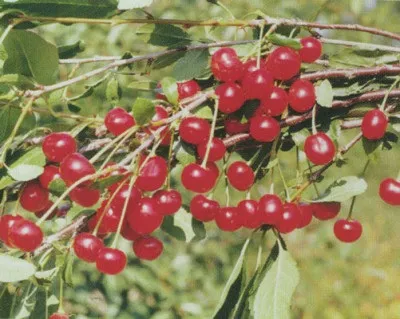 Вишня сорту для середньої полосиУкаіни, посадка і догляд (вишня) Вишня сорту для середньої полосиУкаіни, посадка і догляд