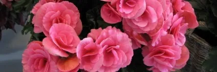 Вирощування бульбової бегонії з насіння - правильний алгоритм відео (вирощування) Вирощування бульбової бегонії з насіння - правильний алгоритм відео