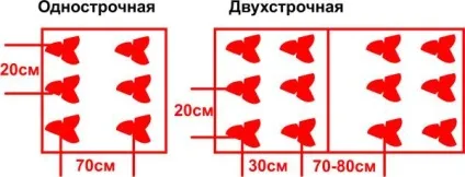 Вирощування садової полуниці у відкритому грунті на дачі технологія, як правильно посадити, догляд, (грунті) Вирощування садової полуниці у відкритому грунті на дачі технологія, як правильно посадити, догляд,