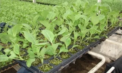 Вирощування розсади капусти особливості, спосіб пікіровка (капусти) Вирощування розсади капусти особливості, спосіб пікіровка