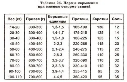 Вирощування свиней в домашніх умовах