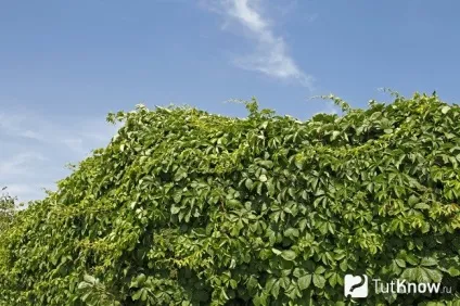 Вирощування партеноціссуса (дівочого винограду) (умовах приміщення необхідно) Вирощування партеноціссуса (дівочого винограду)