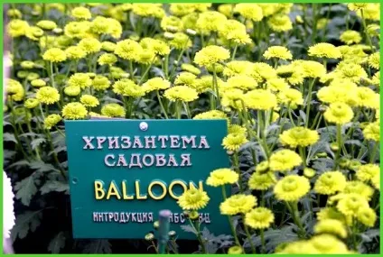 Вирощування хризантеми в теплиці на зріз - все про теплиці (теплиці) Вирощування хризантеми в теплиці на зріз - все про теплиці