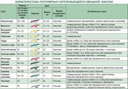 Вирощування квасолі на дачі, як садити квасолю воткритий грунт, як виростити квасоля будинку (квасоля) Вирощування квасолі на дачі, як садити квасолю воткритий грунт, як виростити квасоля будинку