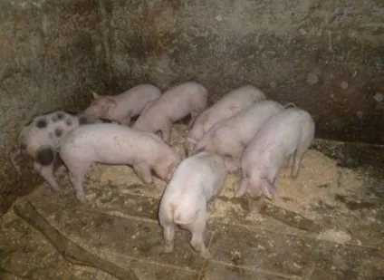 Вирощування свиней в домашніх умовах