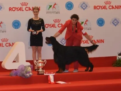 Виставка собак, чемпіонат світу 2015 року, wds італія, мілан - амадини, канарки та інші пернаті на - (світу) Виставка собак, чемпіонат світу 2015 року, wds італія, мілан - амадини, канарки та інші пернаті на -