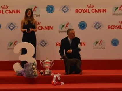 Виставка собак, чемпіонат світу 2015 року, wds італія, мілан - амадини, канарки та інші пернаті на - (чемпіонат) Виставка собак, чемпіонат світу 2015 року, wds італія, мілан - амадини, канарки та інші пернаті на -