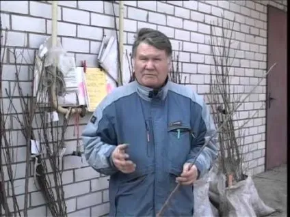Вишня сорту для середньої полосиУкаіни, посадка і догляд (смуги) Вишня сорту для середньої полосиУкаіни, посадка і догляд