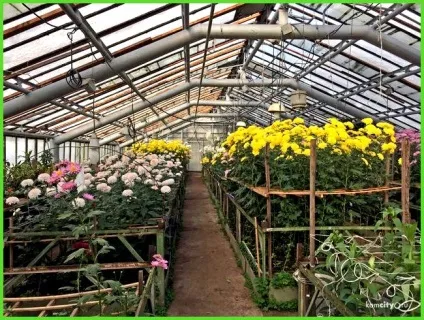Вирощування хризантеми в теплиці на зріз - все про теплиці (вирощування) Вирощування хризантеми в теплиці на зріз - все про теплиці