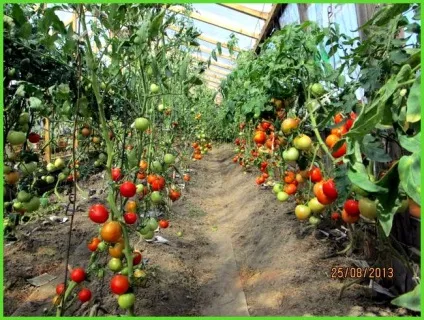 Вирощування хризантеми в теплиці на зріз - все про теплиці (зріз) Вирощування хризантеми в теплиці на зріз - все про теплиці