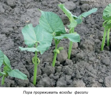 Вирощування квасолі на дачі, як садити квасолю воткритий грунт, як виростити квасоля будинку (квасоля) Вирощування квасолі на дачі, як садити квасолю воткритий грунт, як виростити квасоля будинку