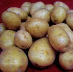 Смачні кращі сорти картоплі (кращі сорти картоплі) Смачні кращі сорти картоплі