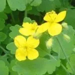 Вовчі ягоди симптоми отруєння, перша допомога (симптоми) Вовчі ягоди симптоми отруєння, перша допомога
