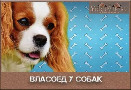 Волосоїдів у собак, симптоми, лікування, шляхи зараження (симптоми) Волосоїдів у собак, симптоми, лікування, шляхи зараження