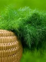 Брусничний морс - користь і шкода (брусничний) Брусничний морс - користь і шкода