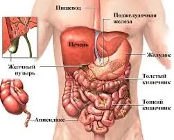 Черевна порожнина органи, захворювання, діагностика (порожнину) Черевна порожнина органи, захворювання, діагностика