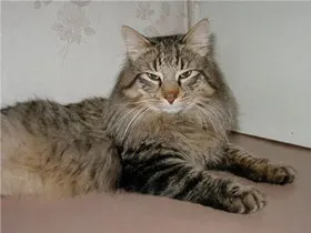 Британська короткошерста кішка, походження, характер, догляд (характер) Британська короткошерста кішка, походження, характер, догляд