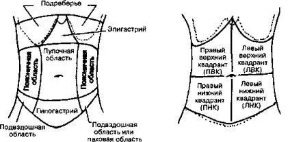 Черевна порожнина людини (порожнину) Черевна порожнина людини