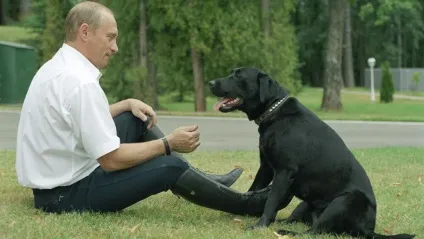 Чи будуть коргі Шувалова безсмертні, як собака путина (владимир путин) Чи будуть коргі Шувалова безсмертні, як собака путина