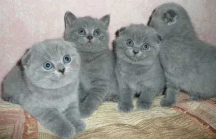 Британські висловухі кошенята догляд та утримання (кошенята) Британські висловухі кошенята догляд та утримання