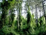 Шкідливі для людей кімнатні рослини (шкіру викликає роздратування) Шкідливі для людей кімнатні рослини