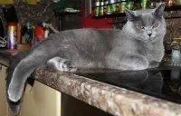 Виховання кошеняти, виховання шотландських і британських кошенят, кішки - хто вони (кішки) Виховання кошеняти, виховання шотландських і британських кошенят, кішки - хто вони