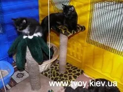 Виховання кішок і зміст в квартирі (кошенята) Виховання кішок і зміст в квартирі