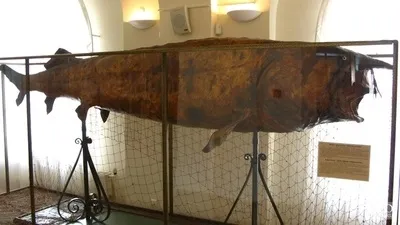 Ось така рибка колись ловилася в українських річках (корм худобі підсушеним) Ось така рибка колись ловилася в українських річках