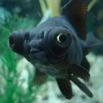 Вуалехвост акваріумна рибка - зміст, годування, фото, відео (вуалехвост) Вуалехвост акваріумна рибка - зміст, годування, фото, відео
