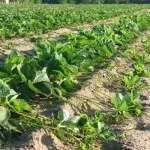В умовах криму висаджувати полуницю можна цілий рік, полуниця Фріго (висаджувати) В умовах криму висаджувати полуницю можна цілий рік, полуниця Фріго
