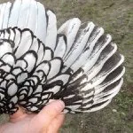 Характеристика породи гамбурзьких курей, її особливості та фото представників (фото Гамбурзькі кури) Характеристика породи гамбурзьких курей, її особливості та фото представників