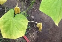 У теплиці жовтіють огірки що робити чому листя в парнику, плями по краях плодів, хвороби (огірки) У теплиці жовтіють огірки що робити чому листя в парнику, плями по краях плодів, хвороби