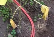 У теплиці жовтіють огірки що робити чому листя в парнику, плями по краях плодів, хвороби (робити) У теплиці жовтіють огірки що робити чому листя в парнику, плями по краях плодів, хвороби