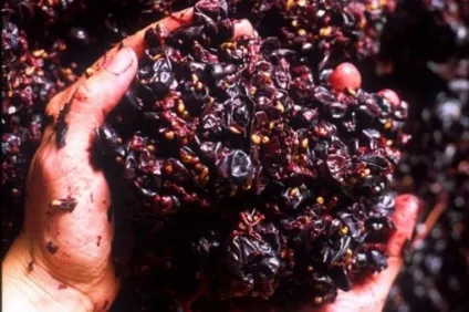 Why why wine - навчання - початківцю (wine) Why why wine - навчання - початківцю