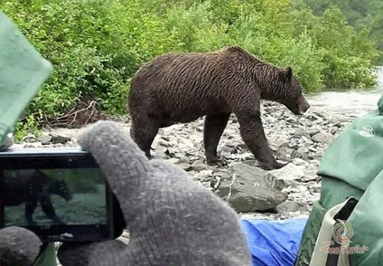 Зустріч з диким тваринам