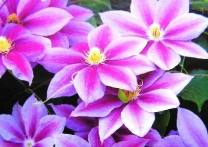 Кучеряві і лазять рослини і квіти (посадка вирощування догляд) Кучеряві і лазять рослини і квіти
