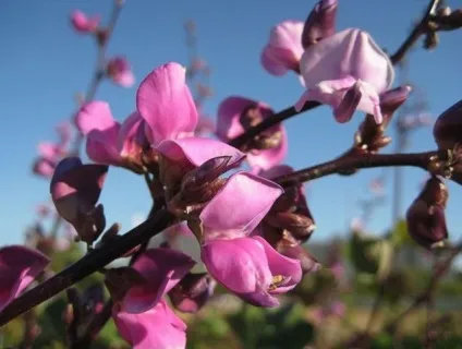 Кучеряві і лазять рослини і квіти (посадка вирощування догляд) Кучеряві і лазять рослини і квіти