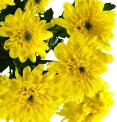 Хризантема символ сонця, радість життя (сонця) Хризантема символ сонця, радість життя