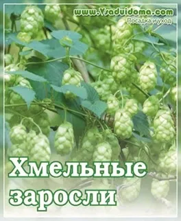 Хміль (фото) посадка і розмноження, сайт про сад, дачі і кімнатних рослинах (хміль) Хміль (фото) посадка і розмноження, сайт про сад, дачі і кімнатних рослинах