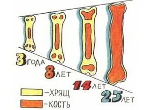 Хондрома, Енхондрома, остеохондрома лікування, причини (Енхондрома) Хондрома, Енхондрома, остеохондрома лікування, причини