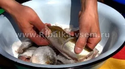 Холодне копчення риби